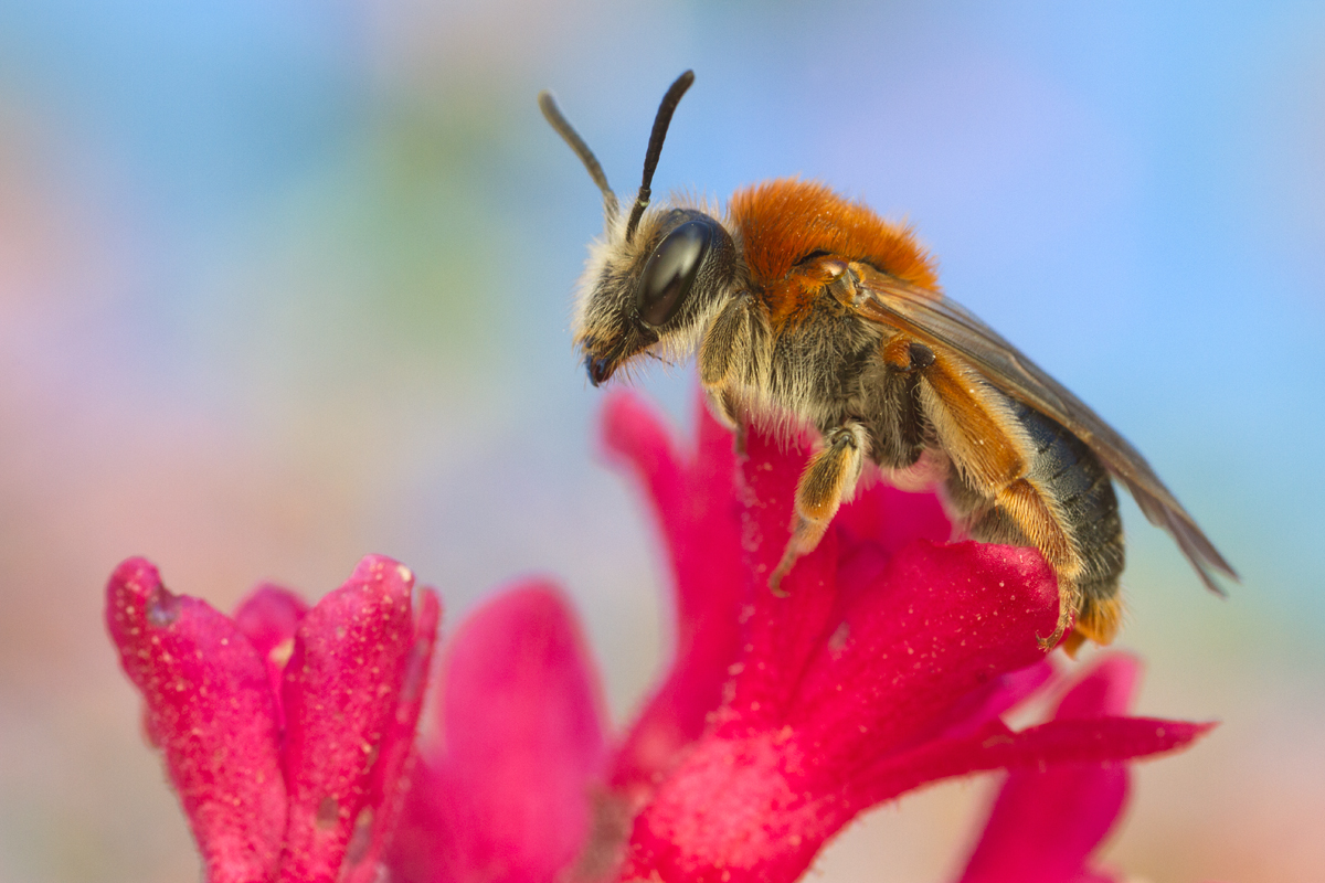 Miner Bee - Andrena haemorrhoa